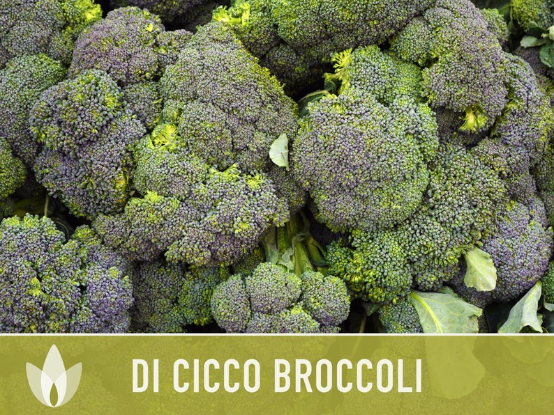Di Cicco Broccoli Seeds Heirloom, Organic, Non-GMO image 2