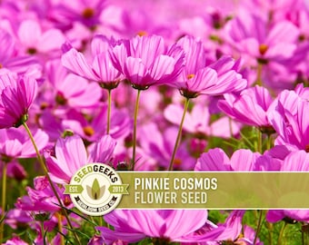 Pinkie Cosmos Flower Seeds, Heirloom, Pollinator Friendly