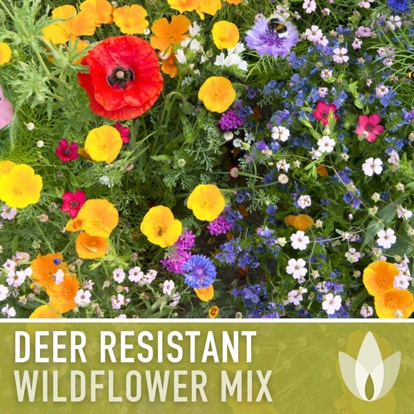 Deer Resistant Wildflower Seed Mix - Seed Packets, Heirloom Seeds, Flower Seeds, Non GMO, Open Pollinated