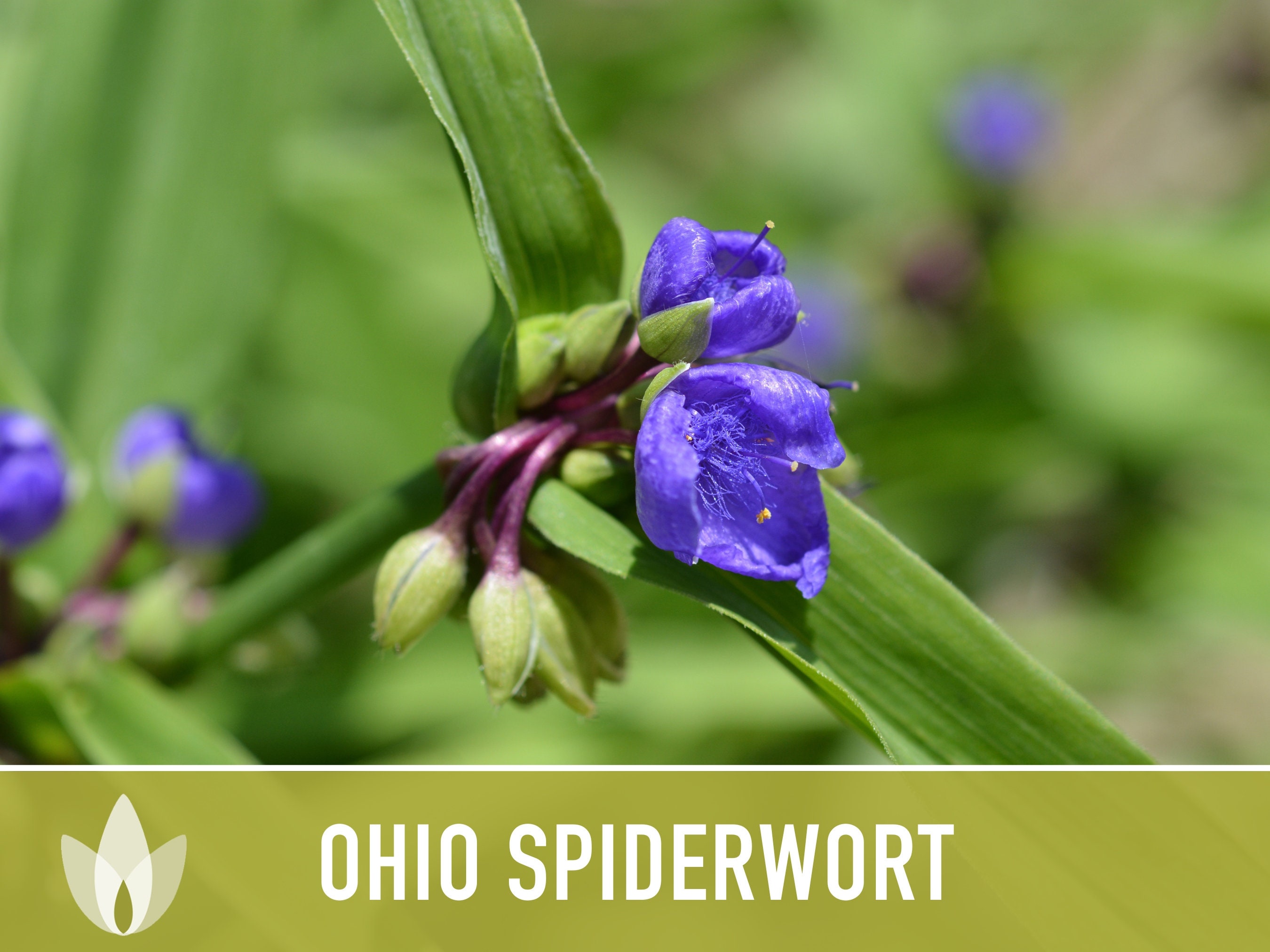 thumbnail image 2 of 100 Purple OHIO SPIDERWORT (Widows Tears / Bluejacket 2 of 9