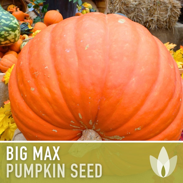 Big Max Pumpkin Seeds - Heirloom Seeds, Jack-O-Lantern Pumpkin Seeds, Halloween Canning Pumpkin, Pie Pumpkin, Open Pollinated, Non-GMO