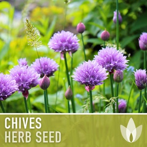 Chives Heirloom Herb Seeds image 2