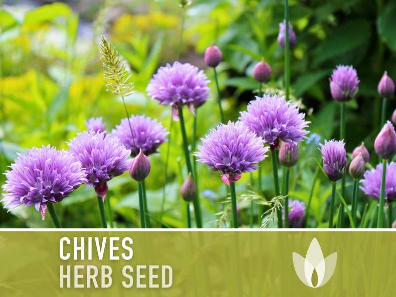 Chives Heirloom Herb Seeds image 2