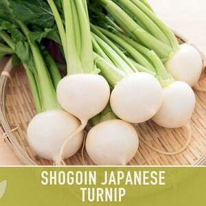 Shogoin Japanese Turnip Heirloom Seeds - Root Vegetables, Fall Garden, Microgreens, Container Garden, Non-GMO Bild 11