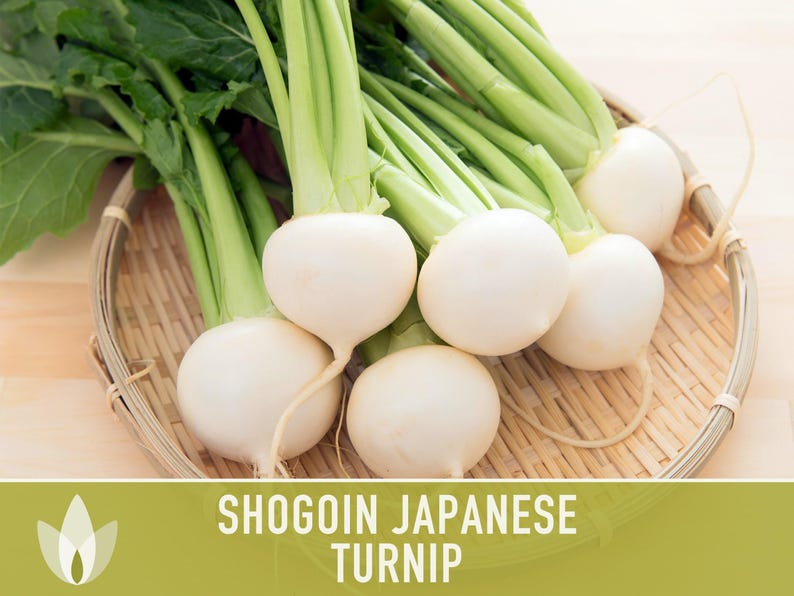 Shogoin Japanese Turnip Heirloom Seeds - Root Vegetables, Fall Garden, Microgreens, Container Garden, Non-GMO Bild 11