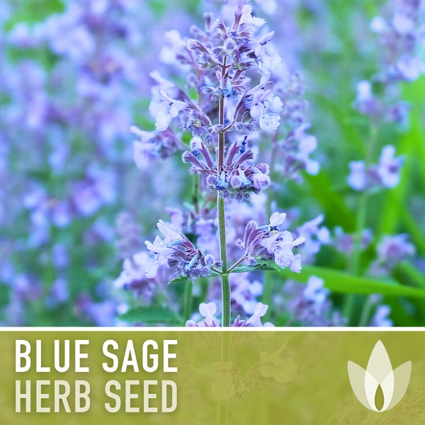 Blue Sage Seeds - Heirloom Seeds, Azure Blue Flowers, Minty, Medicinal Herb, Native Herb, Drought Tolerant, Culinary Herb, Non-GMO
