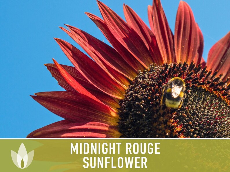 Midnight Rouge Sunflower Seeds - Burgundy Bouquet Flowers afbeelding 5