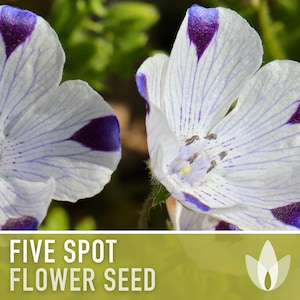 Five Spot Flower Seeds - Heirloom Seeds, Baby Blue Eyes, Native Wildflower, Showy, Cool Weather Annual, Nemophila Maculata, Non-GMO