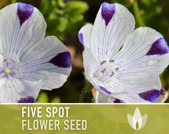 Five Spot Flower Seeds - Heirloom Seeds, Baby Blue Eyes, Native Wildflower, Showy, Cool Weather Annual, Nemophila Maculata, Non-GMO