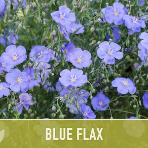 Blue Flax Wildflower Heirloom Seeds, Flower Seeds, Wildflower image 3