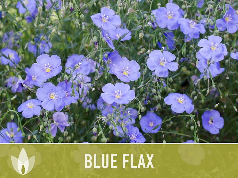 Blue Flax Wildflower Heirloom Seeds, Flower Seeds, Wildflower image 3