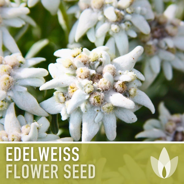 Edelweiss Flower Seeds - Heirloom Seeds, Medicinal Plant, Alpine Wildflower, Snowy White Star Flowers, Leontopodium Alpinum, Non-GMO