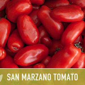 San Marzano Tomato Heirloom Seeds Paste Tomato, Canning Tomato, Slicing Tomato, Indeterminate, Open Pollinated, Non-GMO image 8