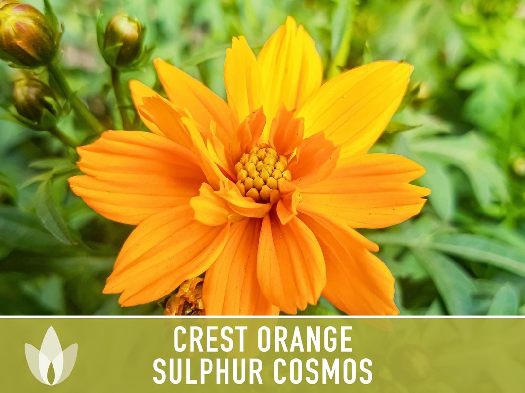 Sulphur Cosmos Crest Orange Flower Seeds Heirloom Seeds Etsy