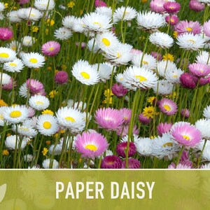 Paper Daisy Flower Seeds - Heirloom Everlasting Flowers image 6
