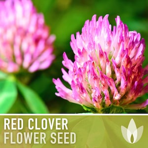 Red Clover Heirloom Seeds - 1 Ounce, Over 5000 Seeds, Sprouting Seeds, Microgreen Seeds, Juicing, Cover Crop, Open Pollinated, Non-GMO