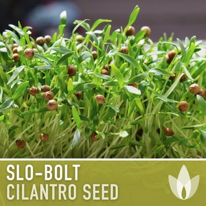 Slo-Bolt Cilantro Herb Heirloom Seeds image 8