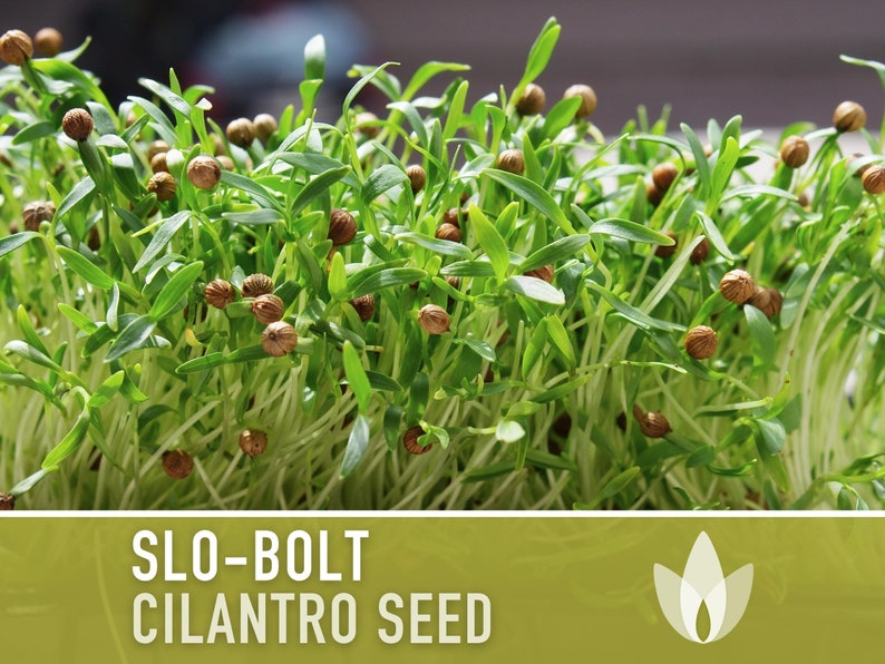 Slo-Bolt Cilantro Herb Heirloom Seeds image 8