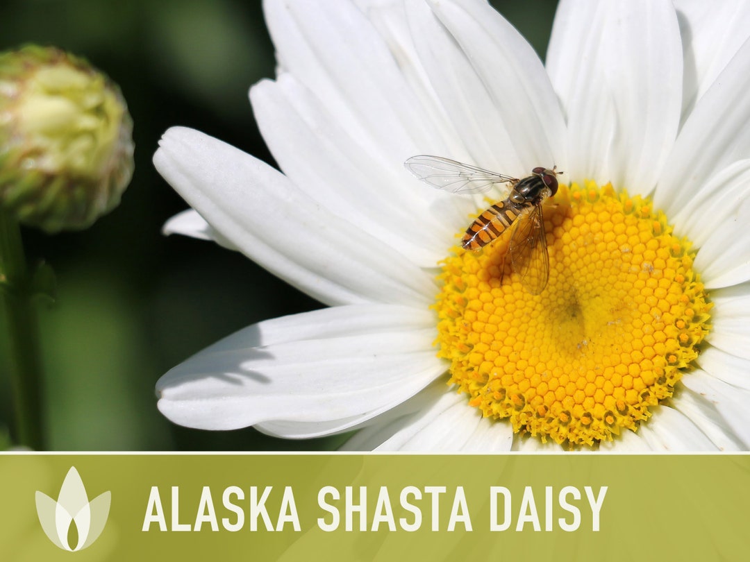 Alaska Shasta Daisy Seeds Heirloom Flower Seeds, Cut Flowers, Deer