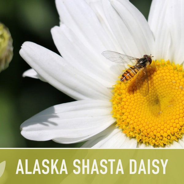 Alaska Shasta Daisy Seeds - Heirloom Flower Seeds, Cut Flowers, Deer Resistant, Dried Flowers, Craft Flowers, Cottage Garden, OP, Non GMO