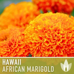 African Marigold, Hawaii Seeds - 200 Heirloom Seeds, Aztec Marigold Seeds, Orange Blooms, Medicinal Plant, Edible Flowers, Organic, Non-GMO