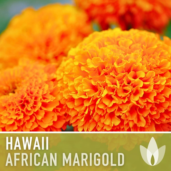 African Marigold, Hawaii Flower Seeds - Heirloom Seeds, Aztec Marigold Seeds, Orange Blooms, Medicinal Plant, Edible Flowers, Non-GMO