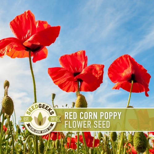Red Corn Poppy Seeds | 200+ Seeds, Heirloom Flower, Pollinator Friendly, Wildflower, Flanders, Papaver rhoeas