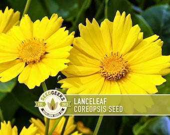 Lanceleaf Coreopsis Flower Seeds, Native Heirloom