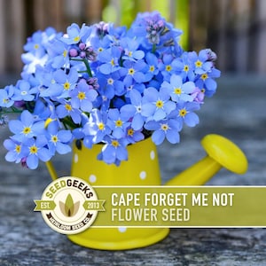 May include: A yellow watering can with white polka dots holds a bouquet of blue Cape Forget Me Not flowers. The watering can has a yellow handle and spout. The image includes the text "Cape Forget Me Not Flower Seed".