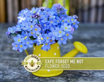 Cape Forget Me Not Flower Seeds - Bugloss, Edible, Bee Friendly (100 Seeds)