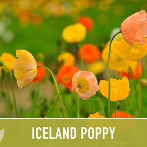 Iceland Poppy Seeds – Pastel Flower Mix, Pollinator Friendly image 9