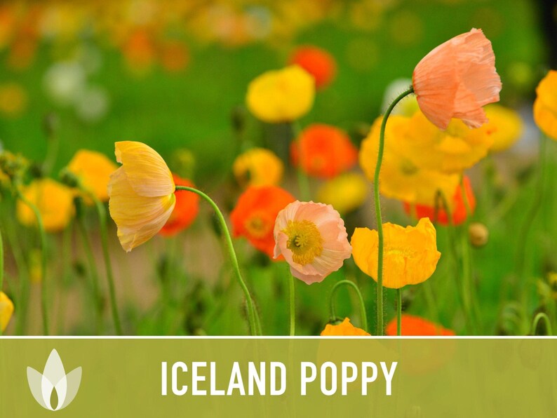 Iceland Poppy Seeds – Pastel Flower Mix, Pollinator Friendly image 9