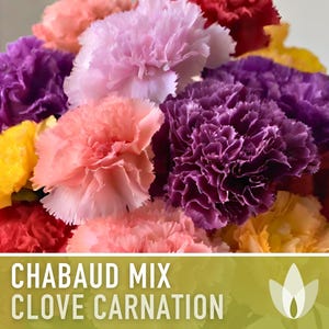 Chabaud Clove Carnation Seeds | 25+ Seeds, Heirloom Rainbow Flowers, Fragrant, Cottage Garden, Dianthus caryophyllus image 7
