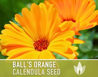 Calendula, Ball's Orange Heirloom Seeds, Flower Seeds