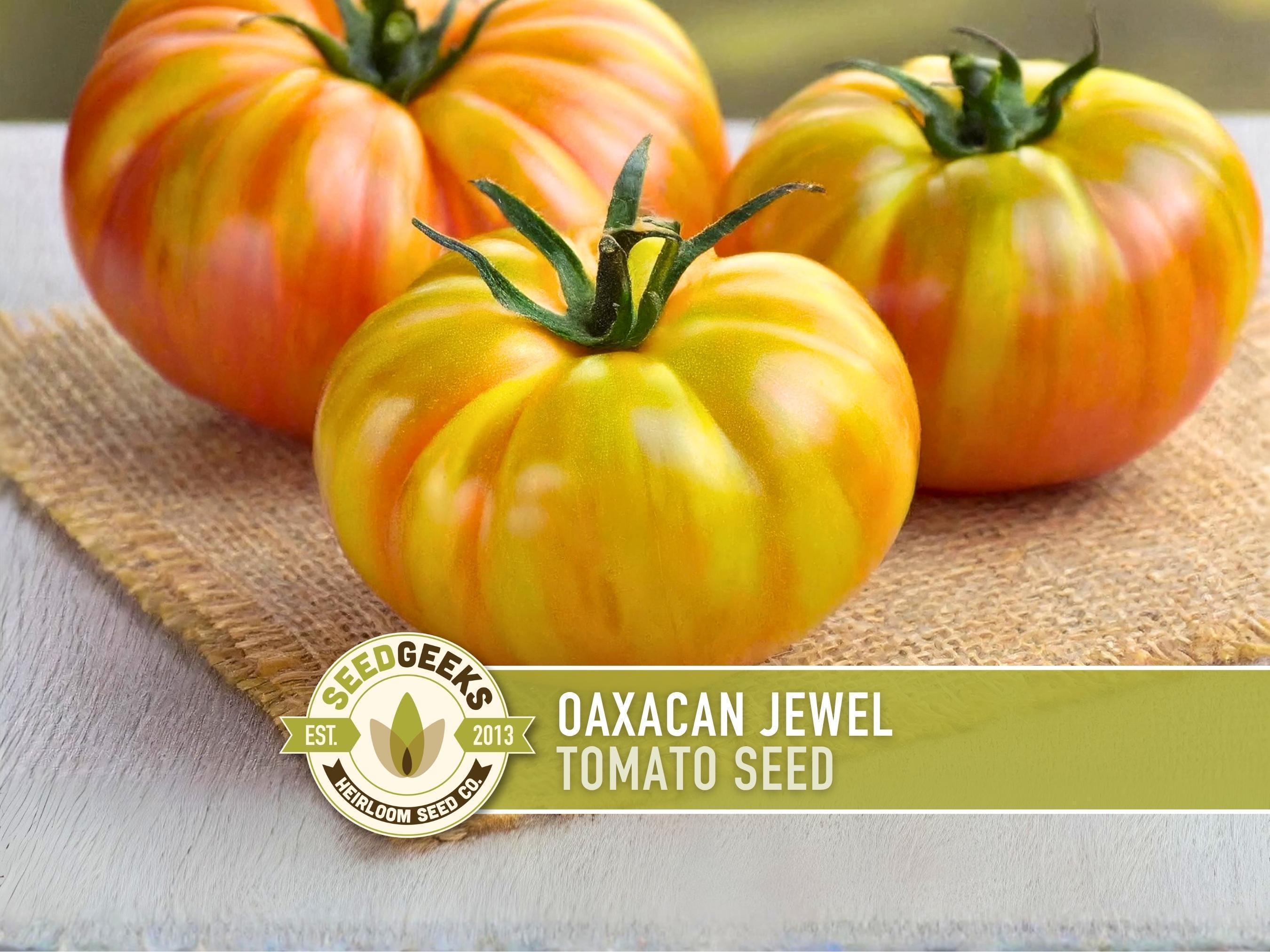 果物 jewel Oaxacan Jewel Tomato Heirloom Seeds - Etsy