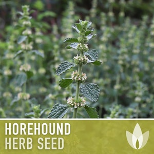 Horehound Medicinal Herb Seeds - Seed of Horus, Houndsbane, Heirloom, Mint Family, Herbal Tea, Folk Remedy, Non-GMO