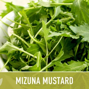 Mizuna Mustard Greens Heirloom Seeds image 4