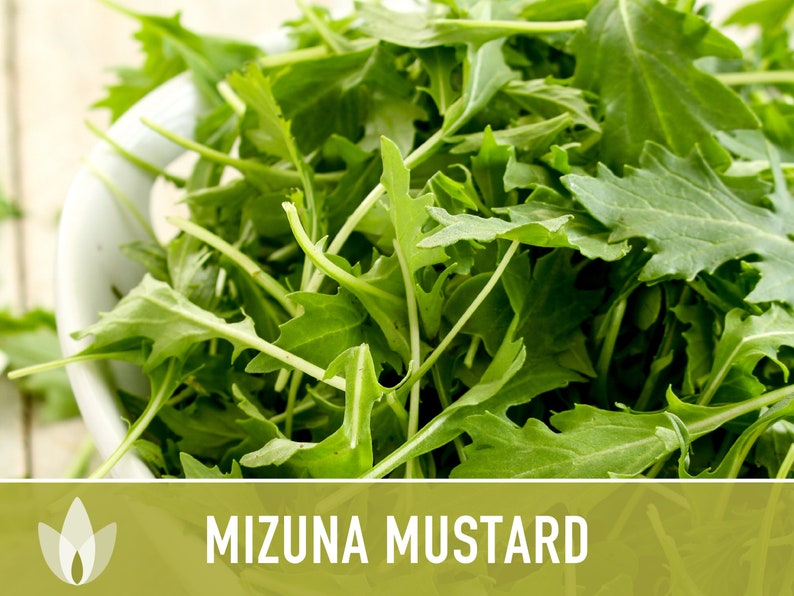 Mizuna Mustard Greens Heirloom Seeds image 4