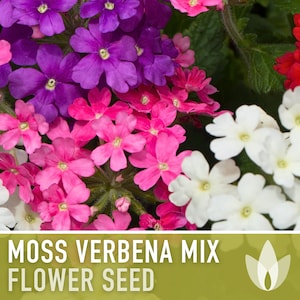 Moss Verbena Flower Seeds - Heirloom Seeds, Wildflower Seeds, Flower Seeds, Pollinator Garden, Open Pollinated, Non-GMO