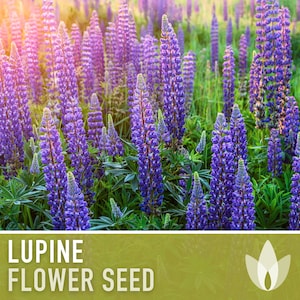 Lupine Flower Seeds - Perennial, Heirloom Seeds, Pollinator Friendly, Cut Flowers, Lupinus Perennis, Cottage Garden, Meadow Flower, Non-GMO