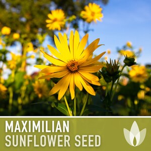 Maximilian Perennial Sunflower Heirloom Seeds Native, Non-GMO, Open Pollinated, Untreated, Flower Seeds, Perennial, Native, Wildflower image 3