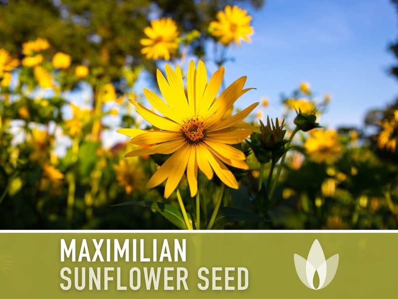 Maximilian Perennial Sunflower Heirloom Seeds Native, Non-GMO, Open Pollinated, Untreated, Flower Seeds, Perennial, Native, Wildflower image 3