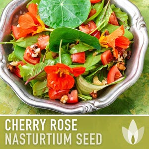 Nasturtium, Cherry Rose Flower Seeds - 25 Heirloom Seeds, Organic, Edible, Salad Garden image 4