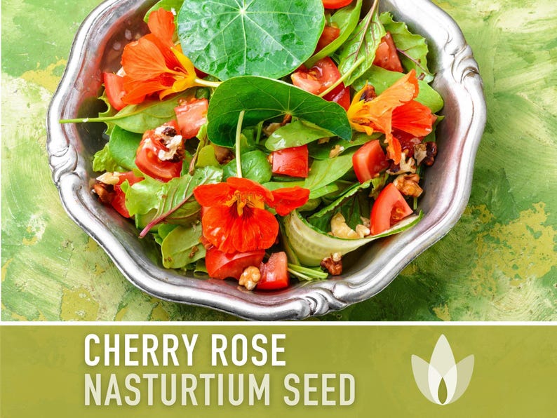 Nasturtium, Cherry Rose Flower Seeds - 25 Heirloom Seeds, Organic, Edible, Salad Garden image 4