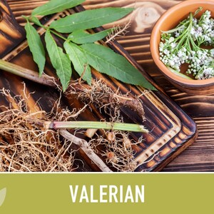 Valerian Herb Seeds | 50+ Seeds, Heirloom Medicinal Plant, Attracts Pollinators & Cats, Valeriana officinalis image 7