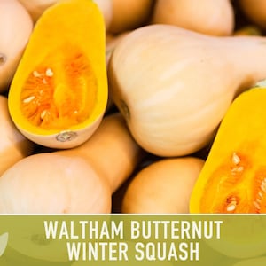 Waltham Butternut Squash Seeds – Heirloom, Vine-Borer Resistant image 5