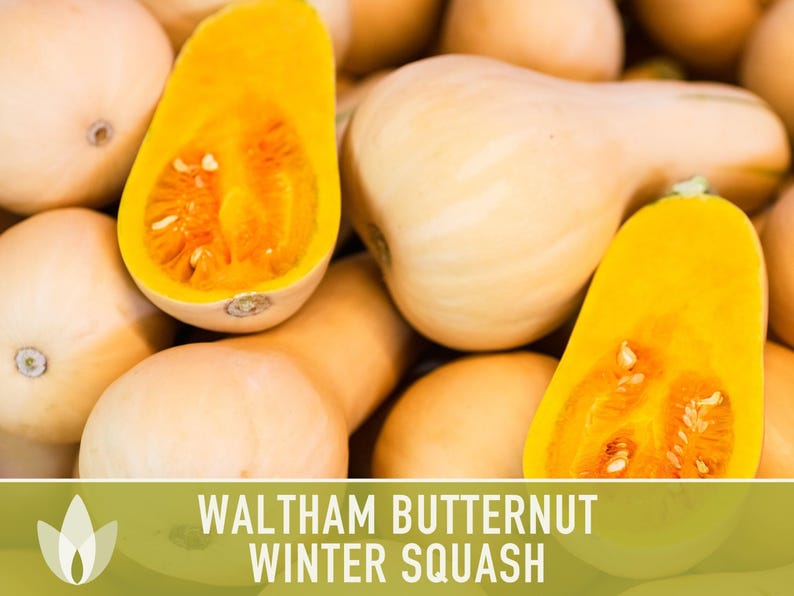 Waltham Butternut Squash Seeds – Heirloom, Vine-Borer Resistant image 5