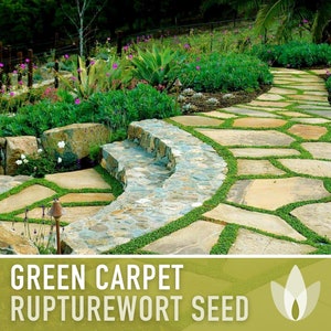 Rupturewort Green Carpet Seeds Heirloom Seeds, Alternative Lawn, Ground Cover, Evergreen, Dense Green Carpet, Open Pollinated, Non-GMO image 2