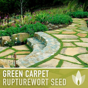 Rupturewort (Green Carpet) Seeds - Heirloom Seeds, Alternative Lawn, Ground Cover, Evergreen, Dense Green Carpet, Open Pollinated, Non-GMO