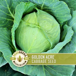 May include: Close-up of a Golden Acre cabbage head with large, green leaves. The cabbage is surrounded by its outer leaves, with water droplets visible. The image includes the text "Golden Acre Cabbage Seed" and the Seed Geeks logo.